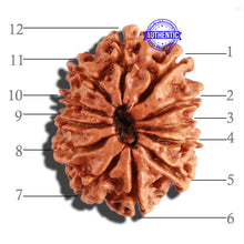 Load image into Gallery viewer, 12 Mukhi Nepalese Rudraksha - Bead No 231