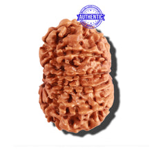 Load image into Gallery viewer, 12 Mukhi Nepalese Rudraksha - Bead No 231