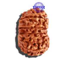 Load image into Gallery viewer, 12 Mukhi Nepalese Rudraksha - Bead No 231