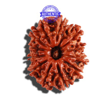Load image into Gallery viewer, 12 Mukhi Nepalese Rudraksha - Bead No 232