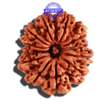 Load image into Gallery viewer, 12 Mukhi Nepalese Rudraksha - Bead No 233