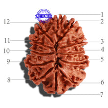 Load image into Gallery viewer, 12 Mukhi Nepalese Rudraksha - Bead No 234