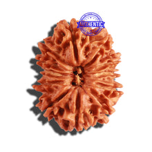 Load image into Gallery viewer, 12 Mukhi Nepalese Rudraksha - Bead No 235