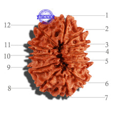 Load image into Gallery viewer, 12 Mukhi Nepalese Rudraksha - Bead No 235