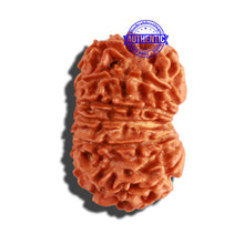 Load image into Gallery viewer, 12 Mukhi Nepalese Rudraksha - Bead No 235