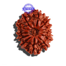Load image into Gallery viewer, 12 Mukhi Nepalese Rudraksha - Bead No 237