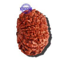 Load image into Gallery viewer, 12 Mukhi Nepalese Rudraksha - Bead No 237
