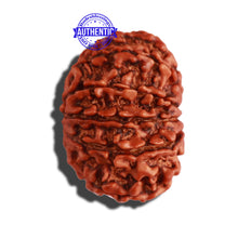 Load image into Gallery viewer, 12 Mukhi Nepalese Rudraksha - Bead No 237