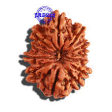 Load image into Gallery viewer, 12 Mukhi Nepalese Rudraksha - Bead No 238