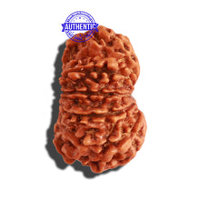 Load image into Gallery viewer, 12 Mukhi Nepalese Rudraksha - Bead No 238