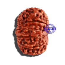 Load image into Gallery viewer, 12 Mukhi Nepalese Rudraksha - Bead No 239