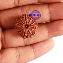 Load image into Gallery viewer, 12 Mukhi Nepalese Rudraksha - Bead No 240