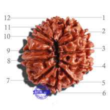 Load image into Gallery viewer, 12 Mukhi Nepalese Rudraksha - Bead No 240