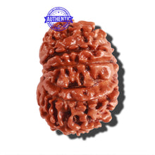 Load image into Gallery viewer, 12 Mukhi Nepalese Rudraksha - Bead No 240