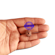 Load image into Gallery viewer, 12 Mukhi Indonesian Rudraksha - Bead No. 241