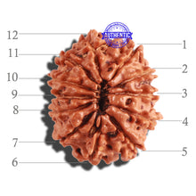 Load image into Gallery viewer, 12 Mukhi Nepalese Rudraksha - Bead No 241