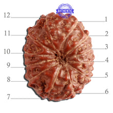 Load image into Gallery viewer, 12 Mukhi Indonesian Rudraksha - Bead No. 241