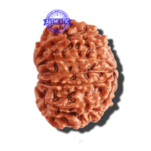Load image into Gallery viewer, 12 Mukhi Nepalese Rudraksha - Bead No 241