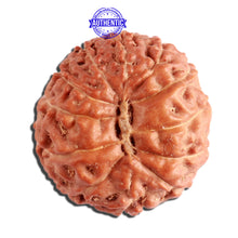 Load image into Gallery viewer, 12 Mukhi Indonesian Rudraksha - Bead No. 242