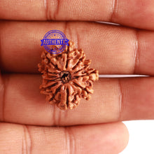 Load image into Gallery viewer, 12 Mukhi Nepalese Rudraksha - Bead No 242