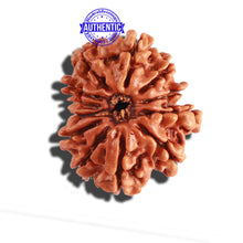 Load image into Gallery viewer, 12 Mukhi Nepalese Rudraksha - Bead No 242