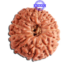 Load image into Gallery viewer, 12 Mukhi Indonesian Rudraksha - Bead No. 242