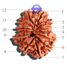 Load image into Gallery viewer, 12 Mukhi Nepalese Rudraksha - Bead No 242