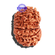 Load image into Gallery viewer, 12 Mukhi Nepalese Rudraksha - Bead No 242