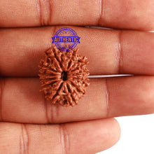 Load image into Gallery viewer, 12 Mukhi Nepalese Rudraksha - Bead No 243