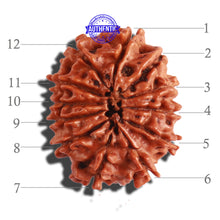 Load image into Gallery viewer, 12 Mukhi Nepalese Rudraksha - Bead No 243
