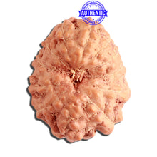 Load image into Gallery viewer, 12 Mukhi Indonesian Rudraksha - Bead No. 244
