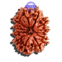 Load image into Gallery viewer, 12 Mukhi Nepalese Rudraksha - Bead No 244