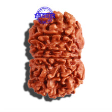 Load image into Gallery viewer, 12 Mukhi Nepalese Rudraksha - Bead No 244