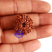 Load image into Gallery viewer, 12 Mukhi Nepalese Rudraksha - Bead No 245