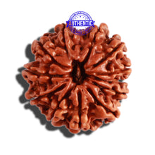 Load image into Gallery viewer, 12 Mukhi Nepalese Rudraksha - Bead No 245