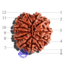 Load image into Gallery viewer, 12 Mukhi Nepalese Rudraksha - Bead No 245