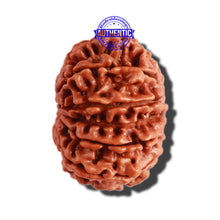 Load image into Gallery viewer, 12 Mukhi Nepalese Rudraksha - Bead No 245