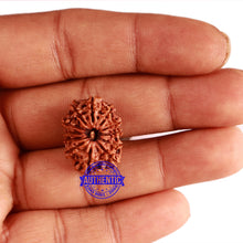 Load image into Gallery viewer, 12 Mukhi Nepalese Rudraksha - Bead No 246
