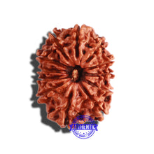 Load image into Gallery viewer, 12 Mukhi Nepalese Rudraksha - Bead No 246