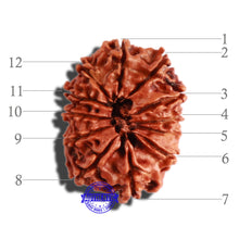 Load image into Gallery viewer, 12 Mukhi Nepalese Rudraksha - Bead No 246