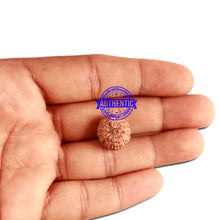 Load image into Gallery viewer, 12 Mukhi Indonesian Rudraksha - Bead No. 247