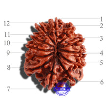 Load image into Gallery viewer, 12 Mukhi Nepalese Rudraksha - Bead No 247