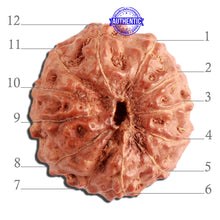 Load image into Gallery viewer, 12 Mukhi Indonesian Rudraksha - Bead No. 247