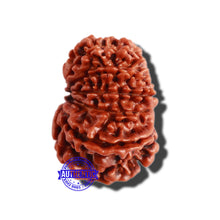 Load image into Gallery viewer, 12 Mukhi Nepalese Rudraksha - Bead No 247