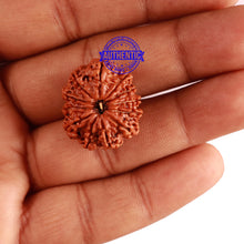 Load image into Gallery viewer, 12 Mukhi Nepalese Rudraksha - Bead No 248