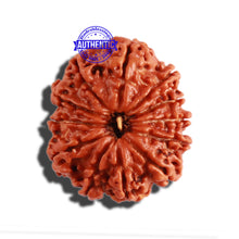 Load image into Gallery viewer, 12 Mukhi Nepalese Rudraksha - Bead No 248