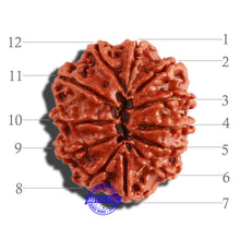 Load image into Gallery viewer, 12 Mukhi Nepalese Rudraksha - Bead No 248