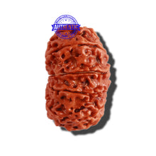 Load image into Gallery viewer, 12 Mukhi Nepalese Rudraksha - Bead No 248
