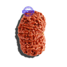 Load image into Gallery viewer, 12 Mukhi Nepalese Rudraksha - Bead No 248