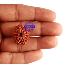 Load image into Gallery viewer, 12 Mukhi Nepalese Rudraksha - Bead No 249